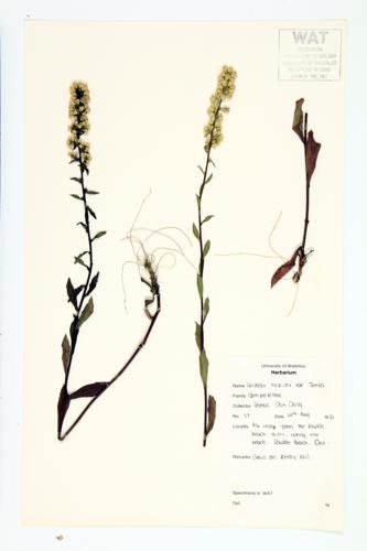 Hairy Goldenrod; Smooth Hairy Goldenrod specimen