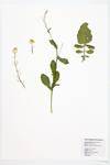 Wild Radish; Jointed Charlock  specimen