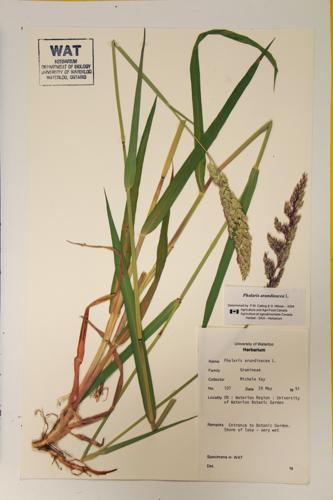 Reed Canary Grass specimen