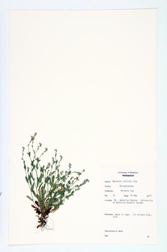 Blue Scorpion-grass; Upright Forget-me-not specimen