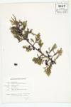 Creeping Juniper; Creeping Savin specimen