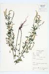 White Sweet Clover; White Melilot specimen