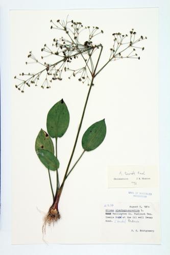 Common Water-plantain; Western Water-plantain  specimen