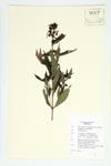 Swamp Loosestrife; Swamp Willow-herb specimen