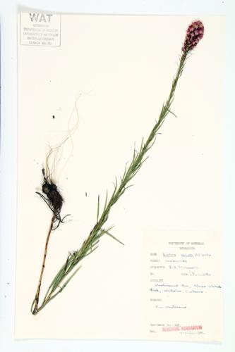 Dense Blazing Star; Spiked Blazing Star; Dense Button-snakeroot specimen