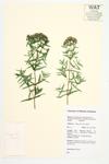 Virgina Mountain Mint specimen