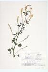 Tall Yellow Sweet-clover; Tall Melilot  specimen