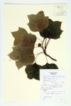 Tulip tree specimen