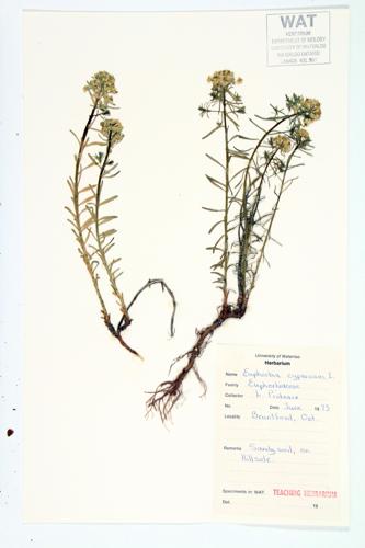 Cypress Spurge specimen