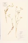 Caraway; Common Caraway; Carvies  specimen