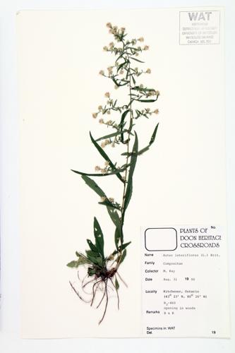 Calico Aster; One-sided Aster  specimen