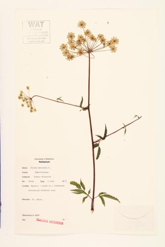 Spotted Water Hemlock specimen