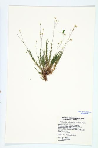 Rock Sandwort specimen