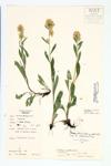 Rand's Goldenrod; Gillman's Goldenrod specimen