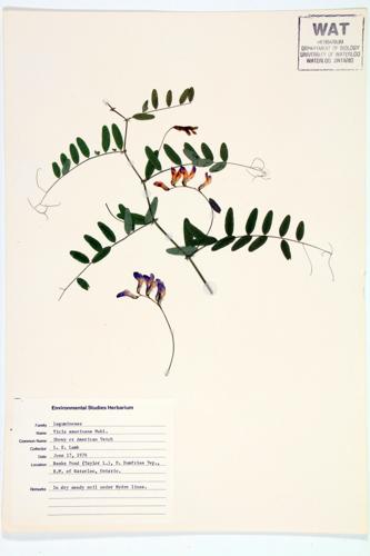 American Vetch specimen