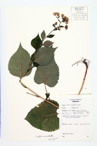 Schreber's aster specimen