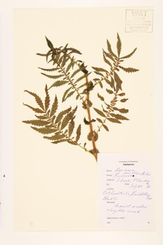 Many-flowered Agrimony specimen