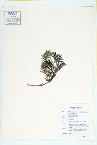 Ground Cedar specimen