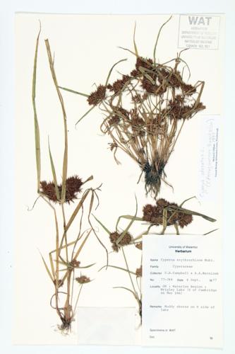 Red-rooted Cyperus; Red-rooted Umbrella Sedge  specimen