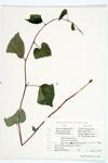 Bigroot Morning-glory; Wild Potato-vine specimen