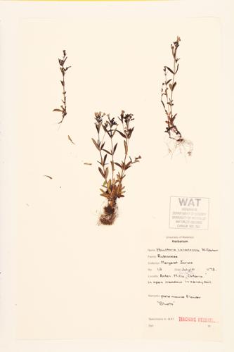 Bluets specimen