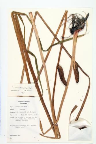 Sweetflag; Flag-root specimen