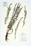 Winged Loosestrife specimen