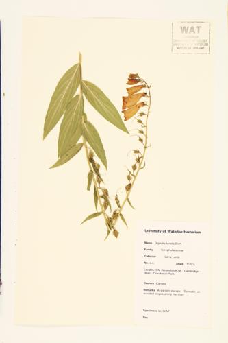 Grecian Foxglove; Woolly Foxglove specimen