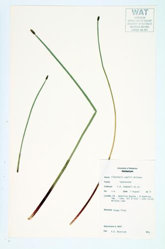 Small's Spike Rush; Creeping Spike-rush; Small's Spike-rush specimen