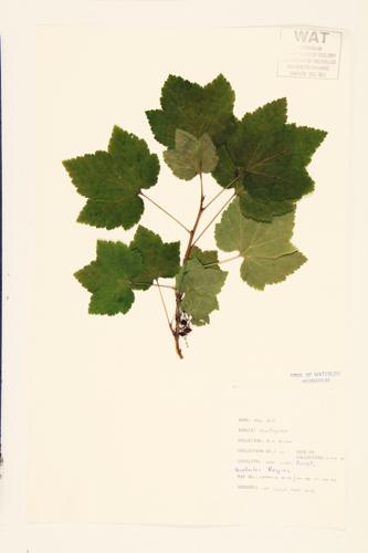 Wild Red Currant; Swamp Red Currant  specimen