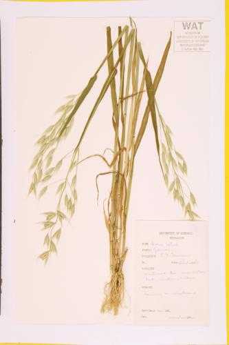 Cultivated Oat specimen