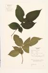 Red Elm; Slippery Elm  specimen