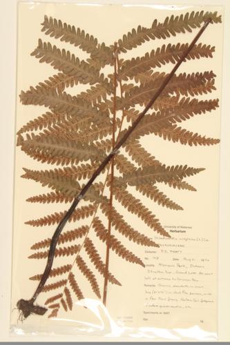 Virginia Chain Fern specimen