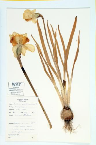 Daffodil; Wild Lent Lily specimen