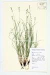 Inland Sedge; Prairie Star Sedge specimen