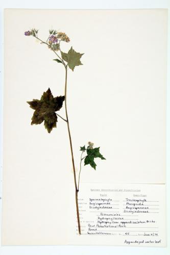 Appendaged Waterleaf; Great Waterleaf specimen