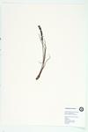 Sea Arrow-grass; Spike-grass specimen