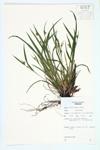 Woodland Sedge; Common Wood Sedge; Common Woodland Sedge specimen