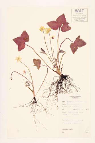 Liverwort;  Sharp-lobed hepatica; Sharp-lobed liver-leaf specimen