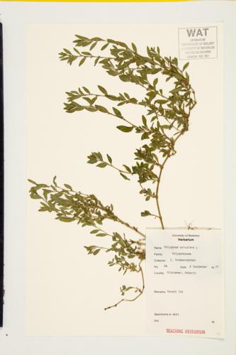 Prostrate Knotweed specimen