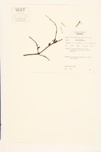 Eastern Dwarf Mistletoe; Dwarf Mistletoe; Small Mistletoe specimen