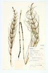 Marsh Horsetail specimen