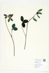 Red Clover; Meadow Clover  specimen