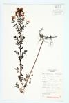 Perforate St. John's-wort; Common St. John's-wort specimen