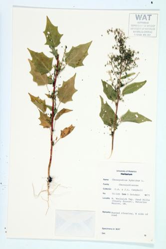 Maple-leaved Goosefoot; Goosefoot specimen