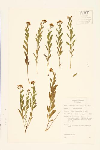 Bastard Toadflax specimen