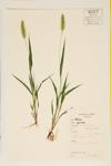 Bristlegrass specimen