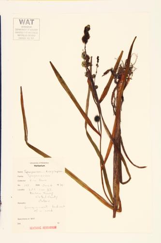 Broad-fruited Bur-reed; Giant Bur-reed  specimen