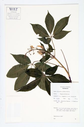 Ohio Buckeye specimen