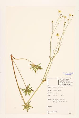 Tall Buttercup; Meadow Buttercup specimen